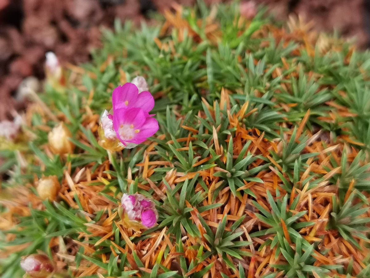 Armeria juniperifolia 'Drake's Deep Form' 2